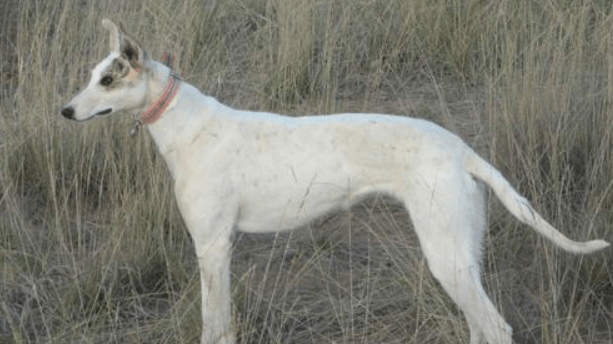 怎么训练狗打猎?关键就在于合适的方法