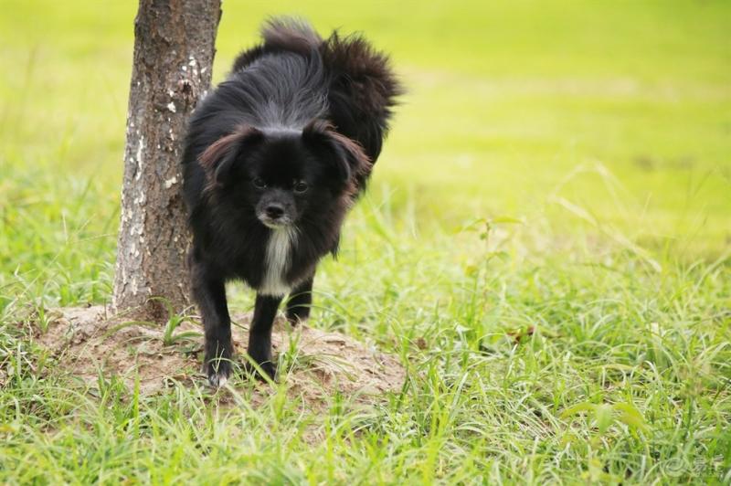 成年马犬怎么训练?常规的方法都是这样的