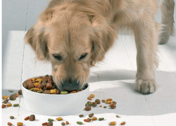 成犬金毛吃什么狗粮好?为了那顺畅的被毛可以这样喂
