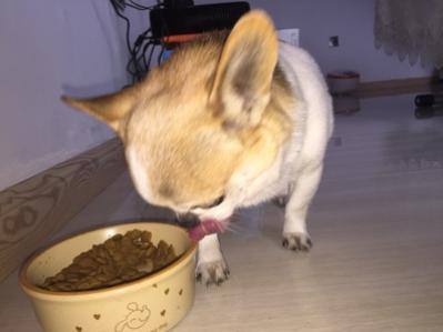 吉娃娃吃什么狗粮好 切记这几点至关重要