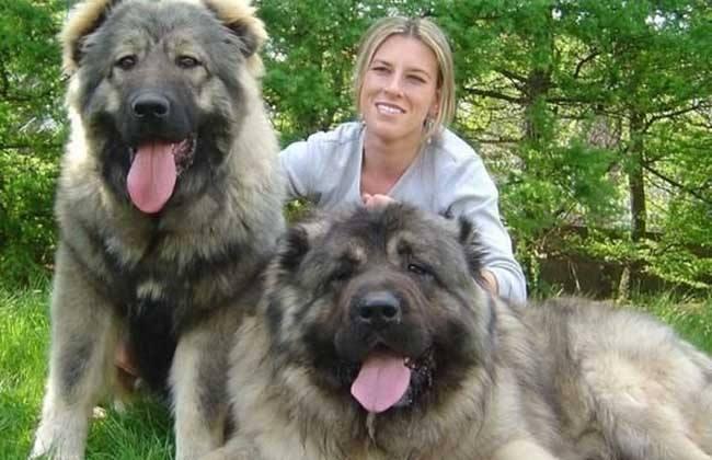 高加索犬能长多少斤?看看这些大个子是怎么长成的