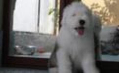 古牧犬优缺点,爱屋及乌就是这感觉