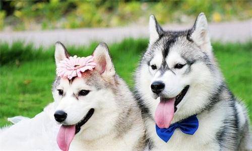 狗粮的制作方法，给你五个自制狗粮配方