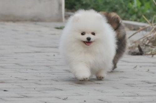 博美猴子期可以剪毛么,一般建议是不要剪