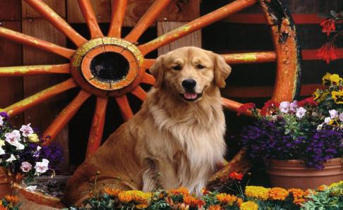 金毛犬掉毛严重怎么办？分析好原因很关键