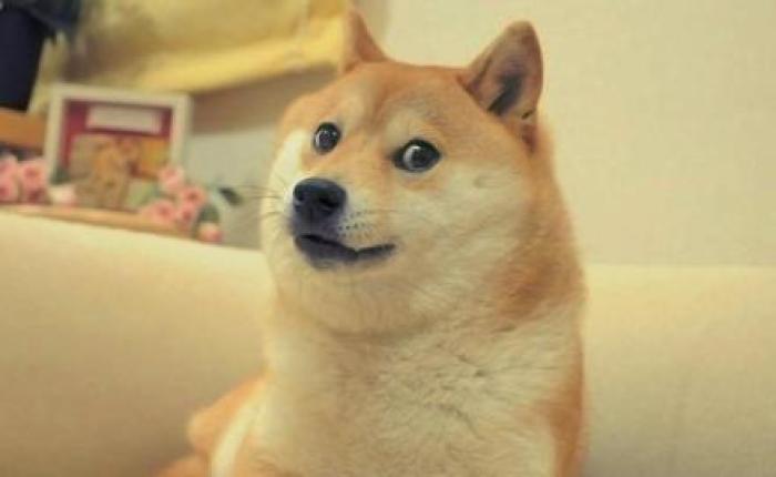 柴犬适合家养吗?柴犬的性格特征总结