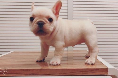 斗牛犬吃什么狗粮好？这些禁忌不要犯