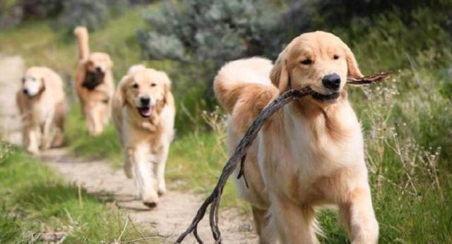 怎么训练金毛，看完事半功倍