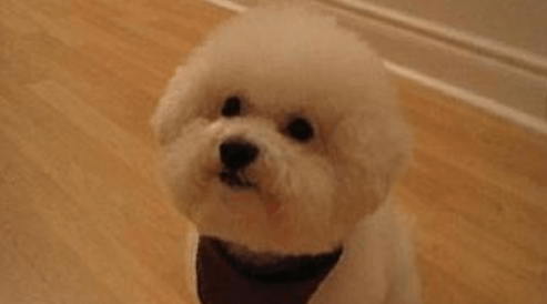 比熊犬拉肚子怎么办?一些处理小方法