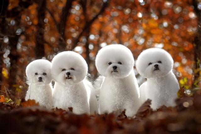 卷毛比熊犬多少钱?想不到居然是这种价格