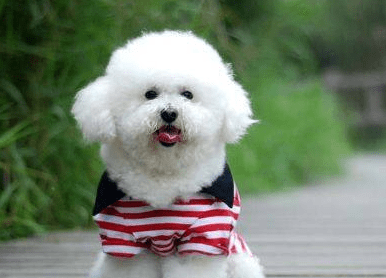 比熊有黑色的吗？如何辨别纯种比熊