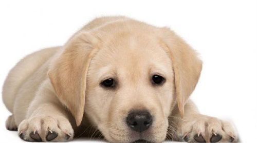 拉布拉多拉稀怎么办?方法在手不用慌
