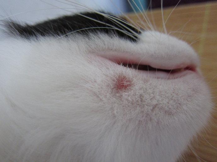 猫癣传染人什么症状,这些要引起注意