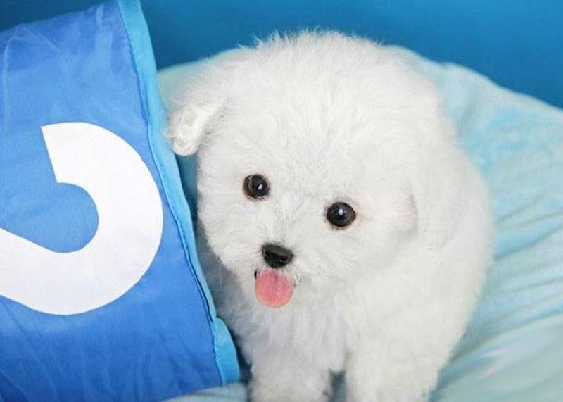 茶杯犬可以生小狗吗?狗狗太小要心细