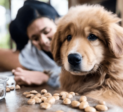 狗狗掉毛厉害是什么引起的