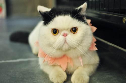 加菲猫吃什么猫粮好?参考标准有以下几点