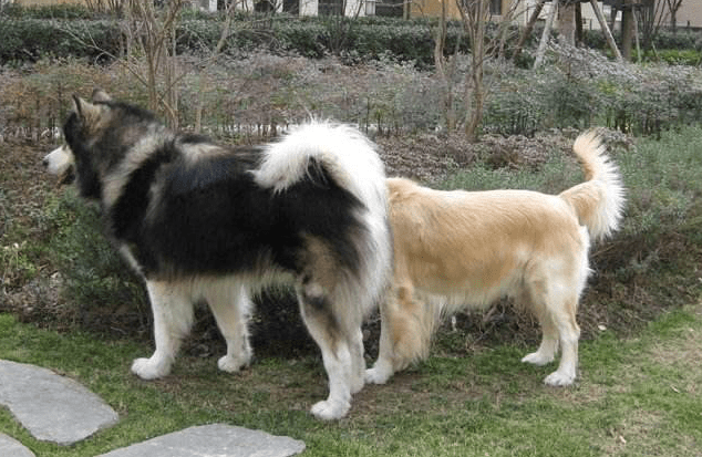 阿拉斯加和金毛哪个好,其实重在你的选择