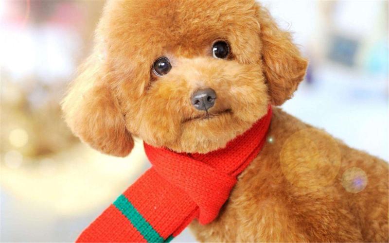 比熊犬和泰迪哪个好?比比才知道