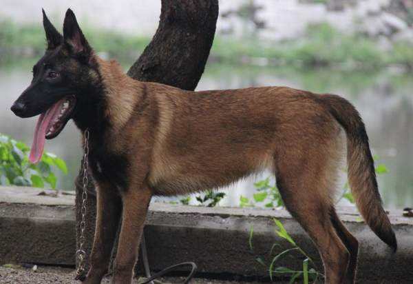 如何训练马犬幼犬~出不出师就靠你了