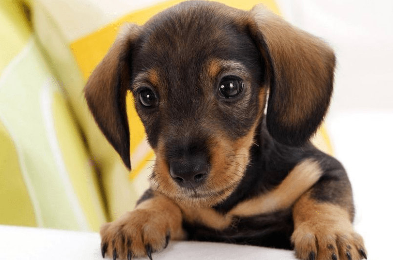 小狗一抽一抽的像打嗝，这种情况怎么办