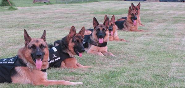 怎么训练德牧？这些方法成效快