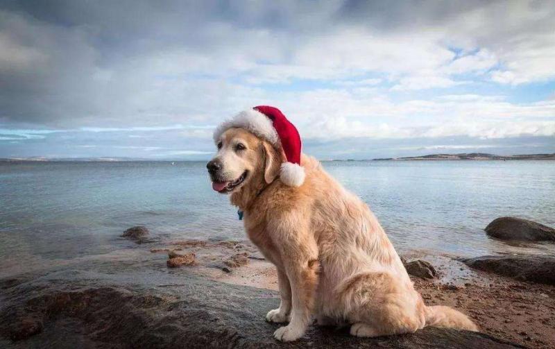 边境牧羊犬金毛哪个好养?不仔细比对还真难选择