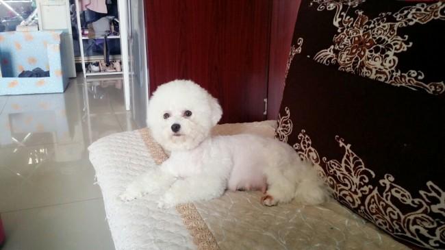 卷毛比熊犬多少钱?想不到居然是这种价格