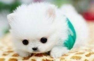 狗狗测犬瘟怎么测试?通常的做法是这样的