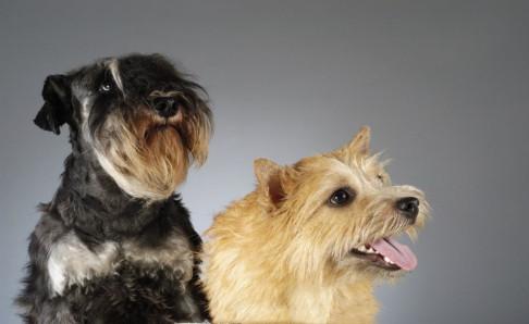 动车可以带宠物吗?出门之前先看清楚这些