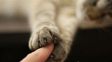 被猫抓伤怎么办,按以下方法处理