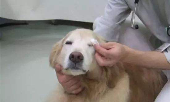 狗狗眼屎多怎么办，教你四招对症治疗