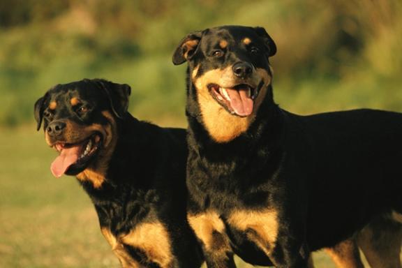 坎高犬和罗维纳哪个好?看是实用还是拉风