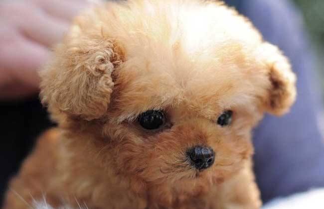茶杯犬可以生小狗吗?狗狗太小要心细