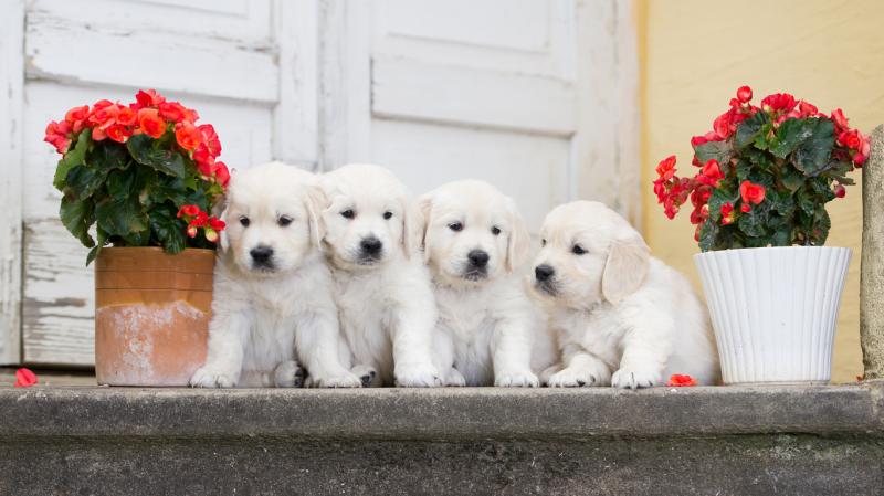 萨摩耶幼犬怎么训练?越早训练越有利