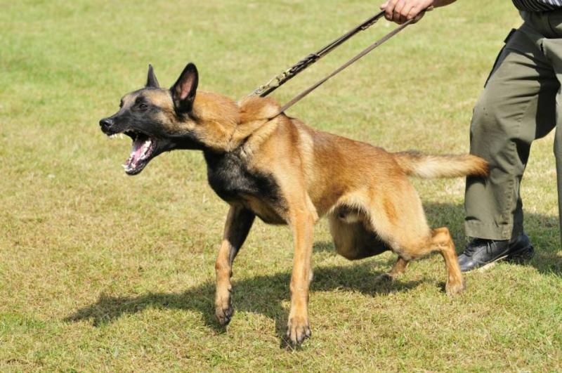 马犬晚上老叫怎么办?安抚到位易解决