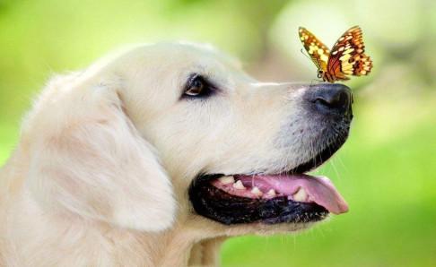 狗是怎么得狂犬病的？做好这些预防很关键