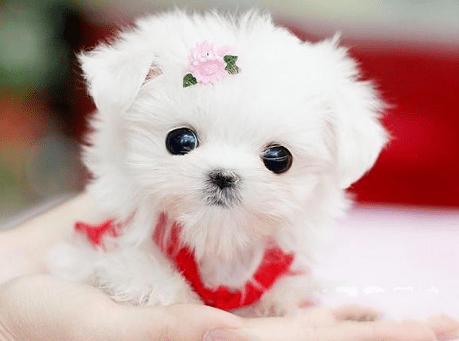 茶杯犬能活多少年?这样做或许能活久点