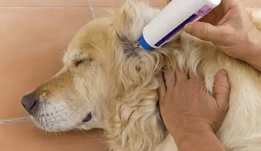 狗得了皮肤病怎么办，教你省钱又简单的方法