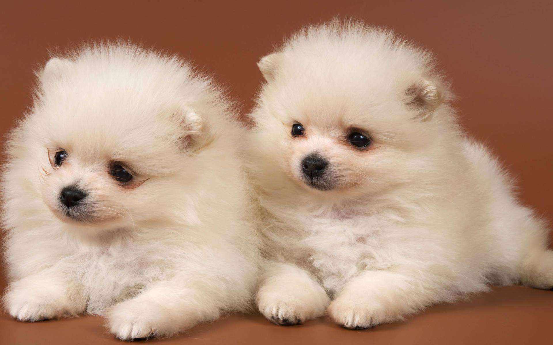 宠物托运需要多少钱,这些费用看到吓一跳