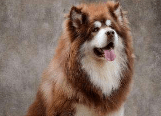 阿拉斯加吃什么可以长成巨型犬，合理搭配饮食很重要