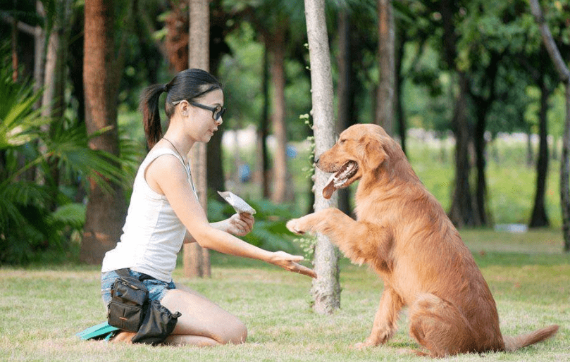 怎么训练金毛，看完事半功倍