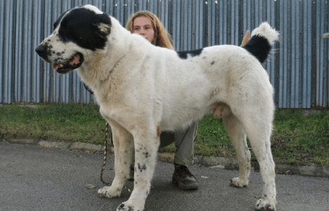 卡斯罗与中亚体型谁大,体型也不能代表一切