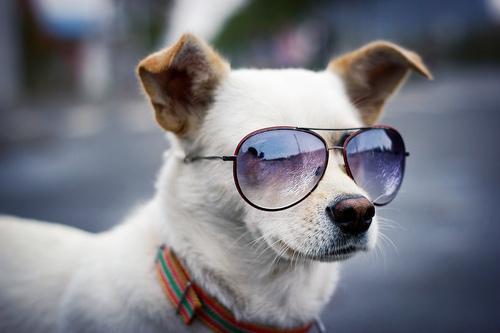 狗狗打喷嚏怎么回事?不一定是感冒