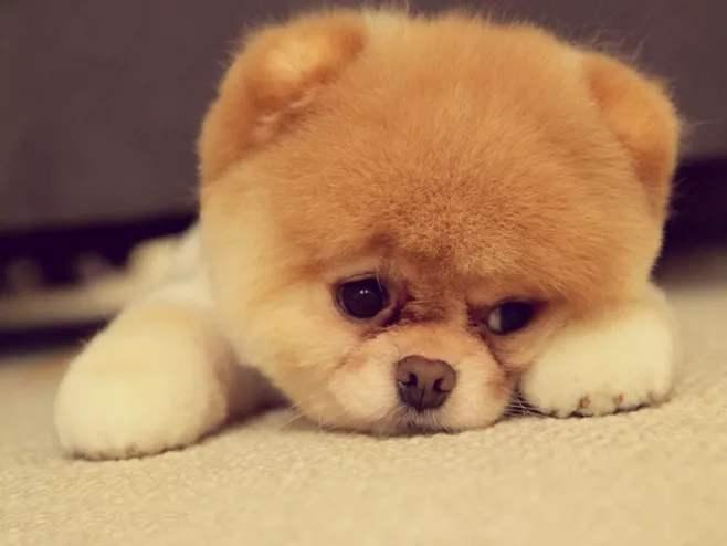 博美犬的缺点和优点?养之前就要先了解清楚这些