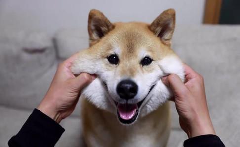 柴犬掉毛厉害吗?是狗都掉毛