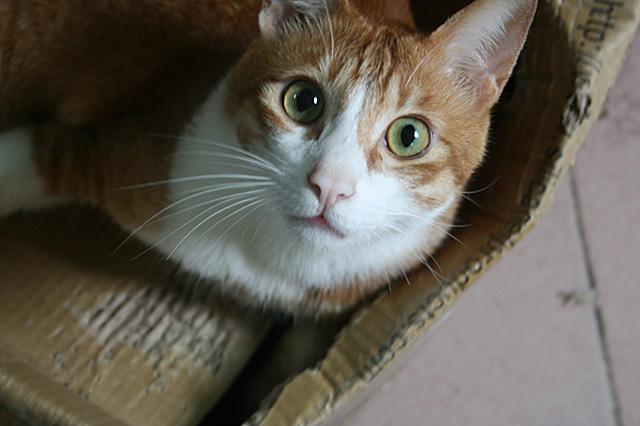 为什么不能养黄猫?这里面有一个古言