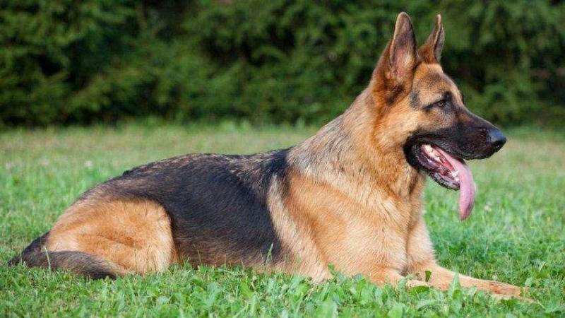 德国牧羊犬战斗力如何,还是跟训练有关
