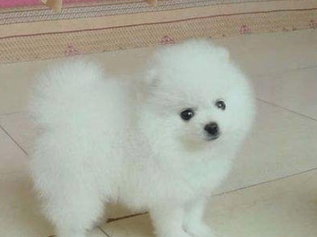 博美呼吸总感觉有痰，初步的一些处理办法