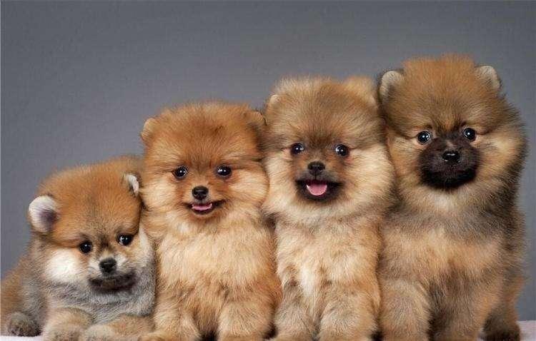 博美每天吃多少狗粮?可以根据这些因素来