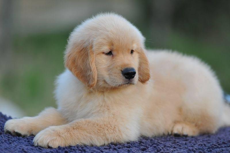 金毛幼犬怎么训练大小便？几乎所有的狗狗都这样训的